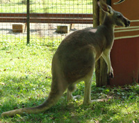 kangaroo